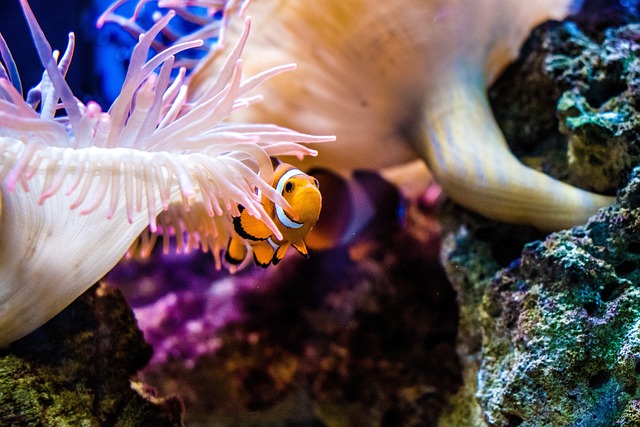 Antalya nemo restaurant menü ve fiyat listesi